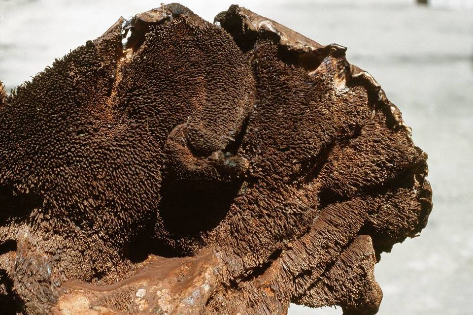 Sarcodon indurescens image