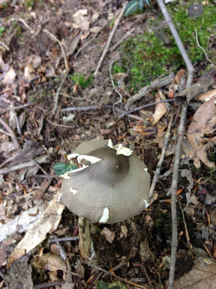 Amanita magna image
