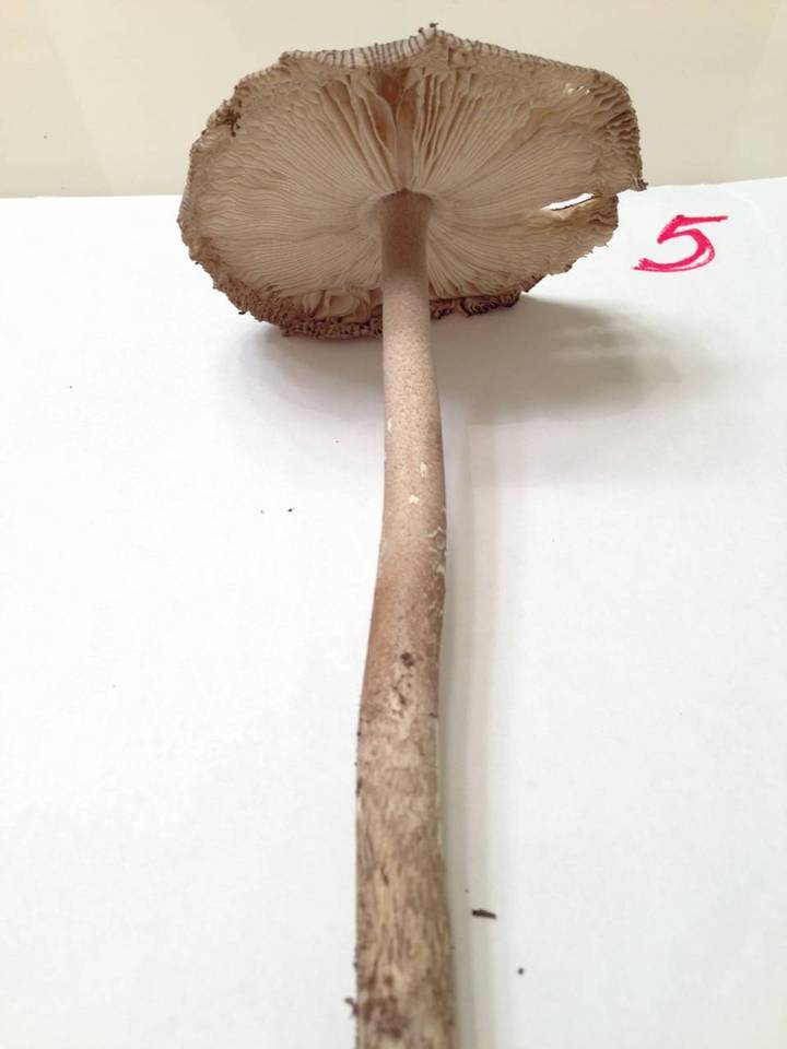 Amanita magna image
