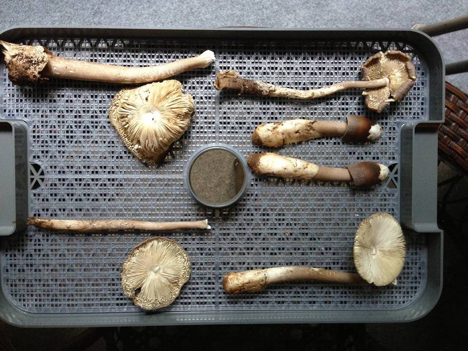 Amanita magna image