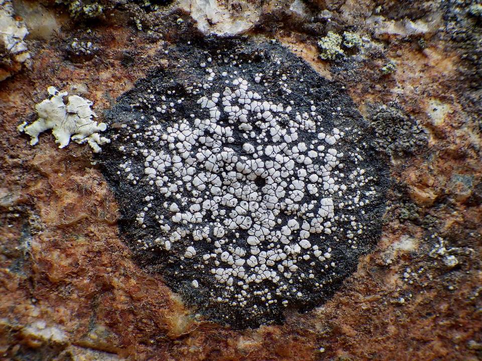 Rinodina aspersa image