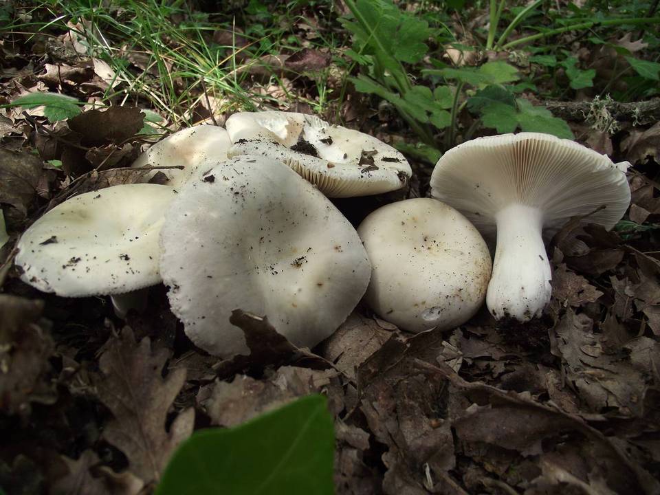 Russula pseudoaeruginea image