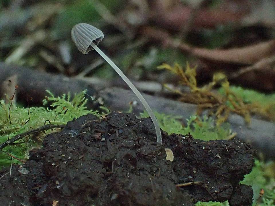 Coprinellus heterosetulosus image