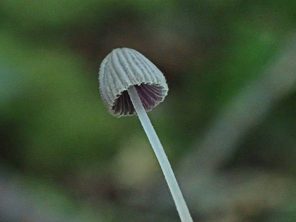 Coprinellus heterosetulosus image