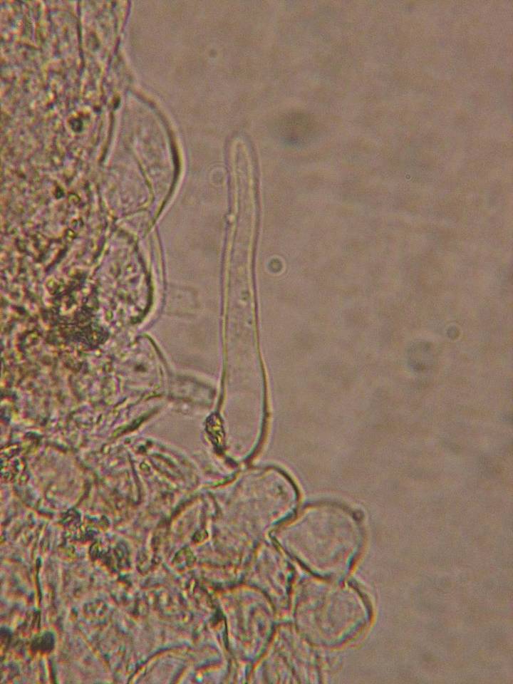 Coprinellus heterosetulosus image
