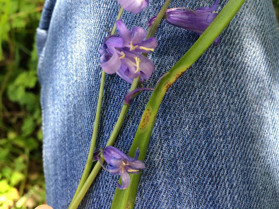 Uromyces muscari image