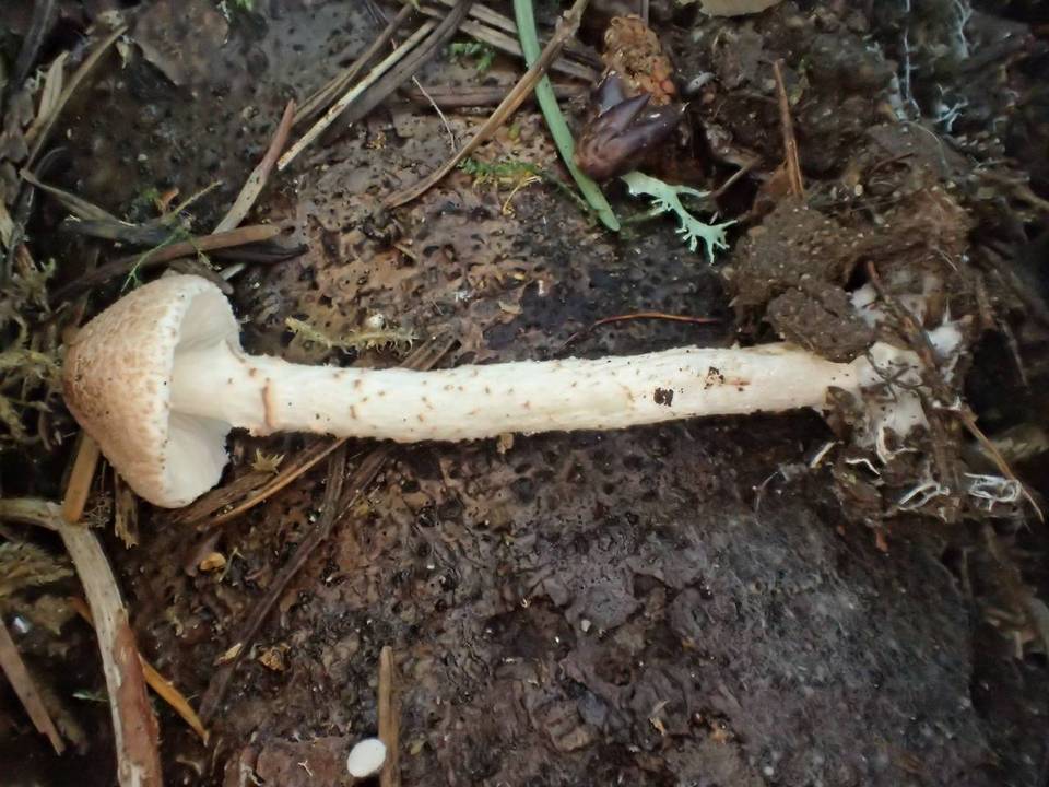 Lepiota clypeolarioides image