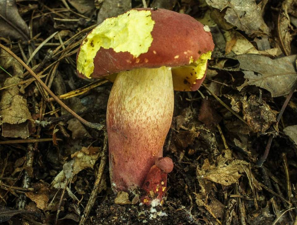 Boletus bicolor var. bicolor image