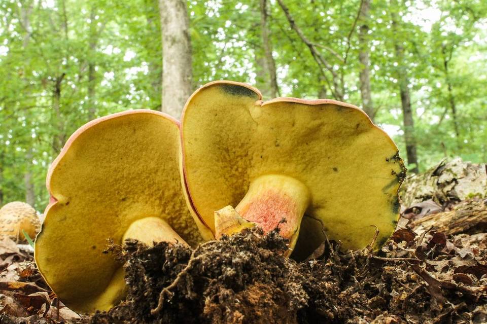 Boletus bicolor var. bicolor image