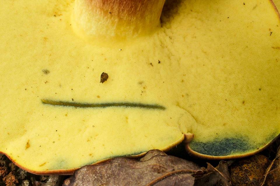 Boletus bicolor var. bicolor image