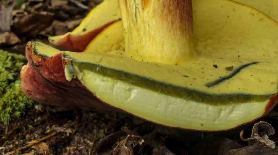 Boletus bicolor var. bicolor image