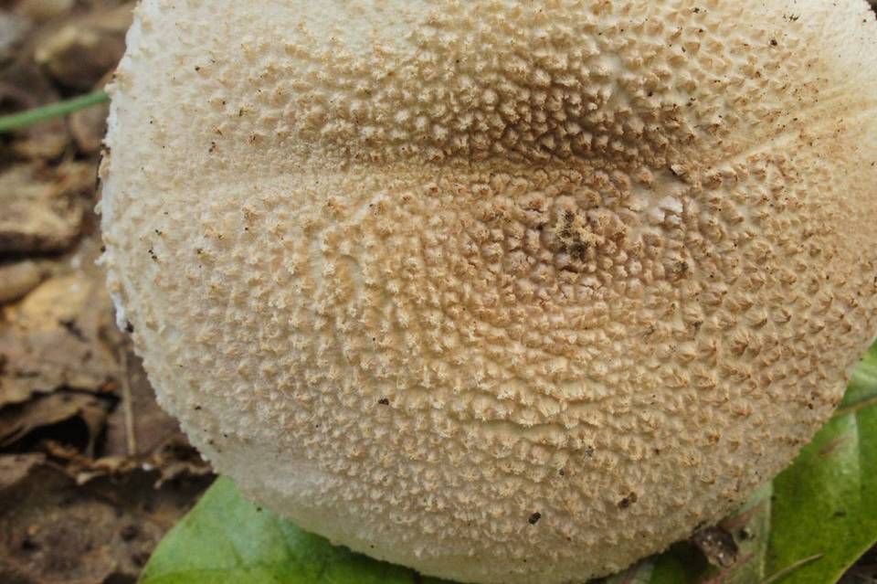 Amanita ravenelii image