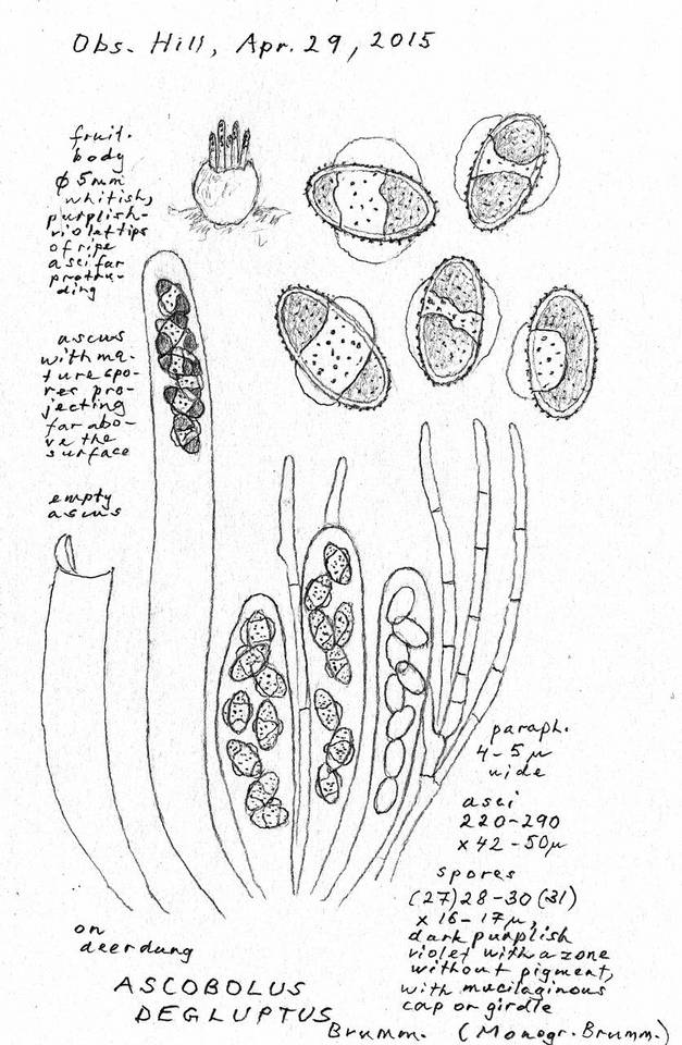 Ascobolus degluptus image