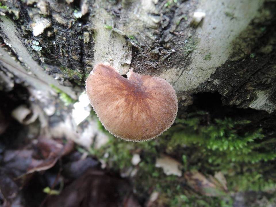 Pluteus plautus image