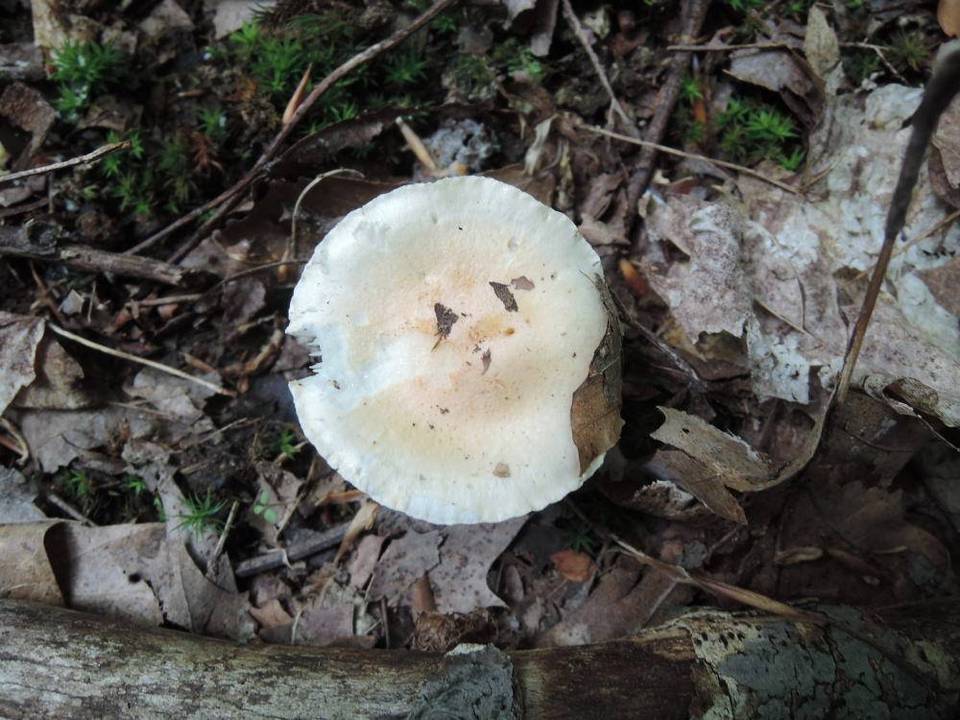 Hygrophorus laurae image