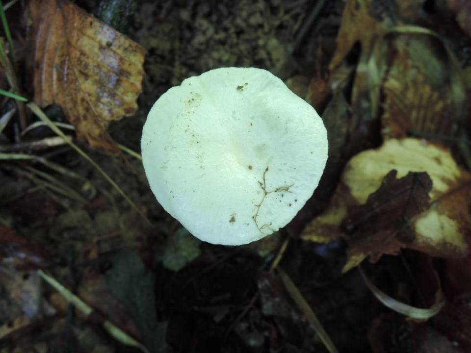 Hygrophorus laurae image