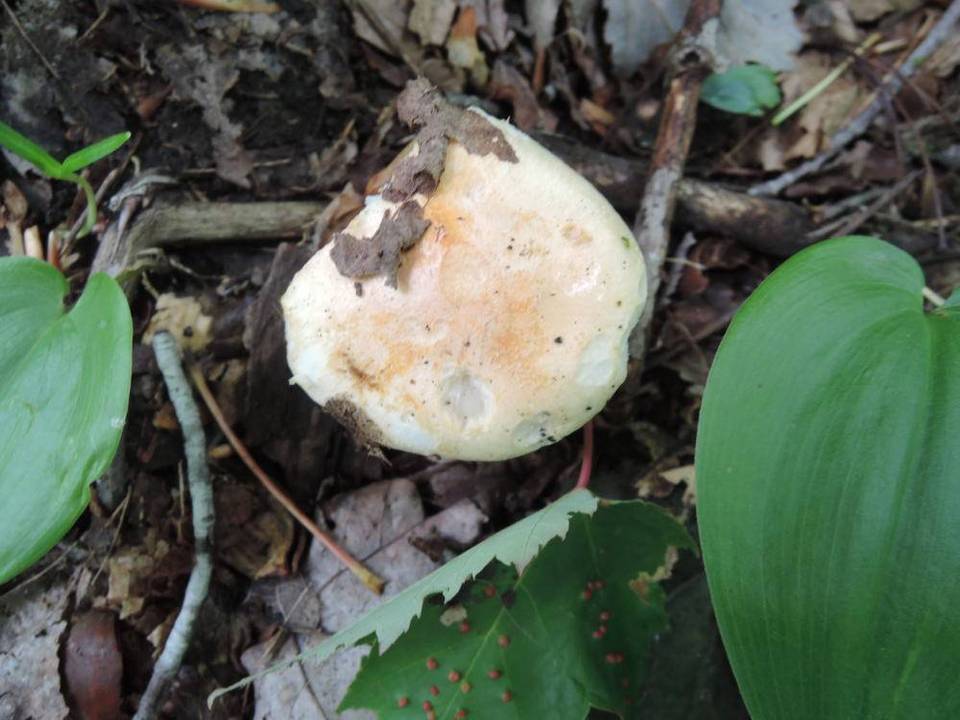 Hygrophorus laurae image