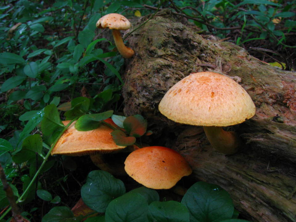 Gymnopilus luteus image
