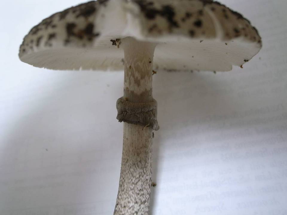 Amanita spissacea image