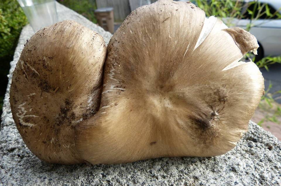 Megacollybia rodmani f. rodmani image