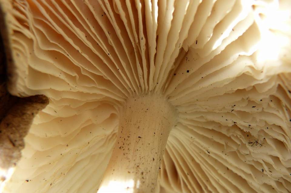Megacollybia rodmani f. rodmani image