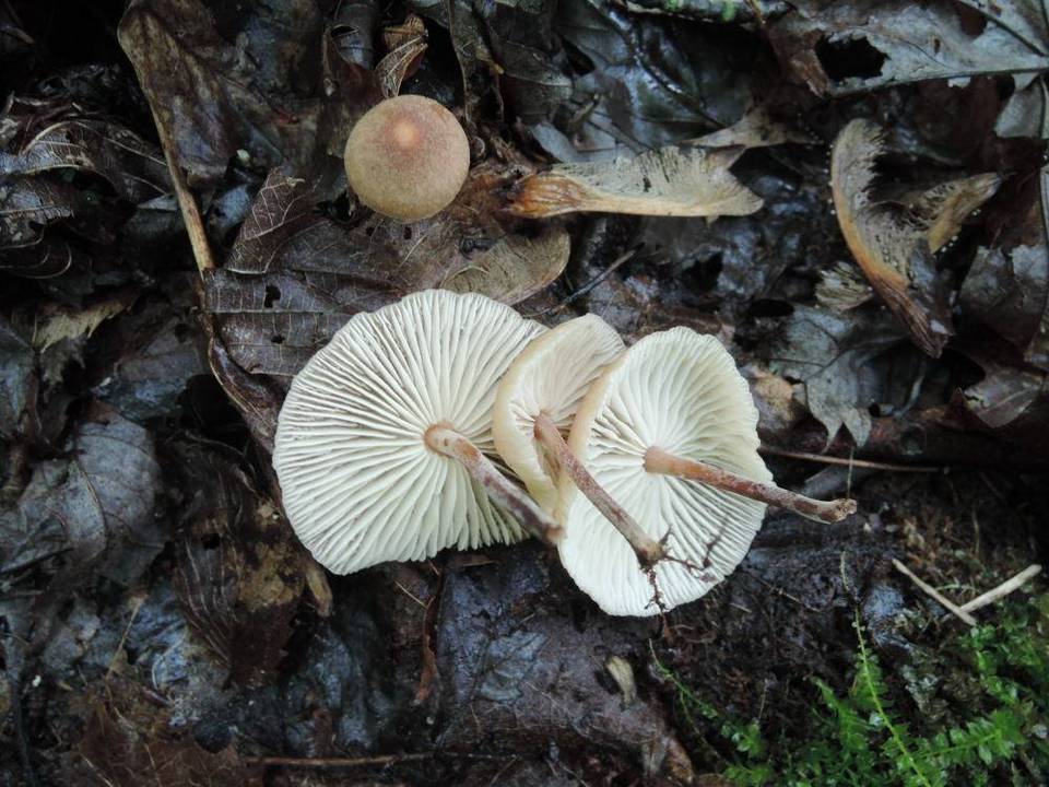 Gymnopus subpruinosus image