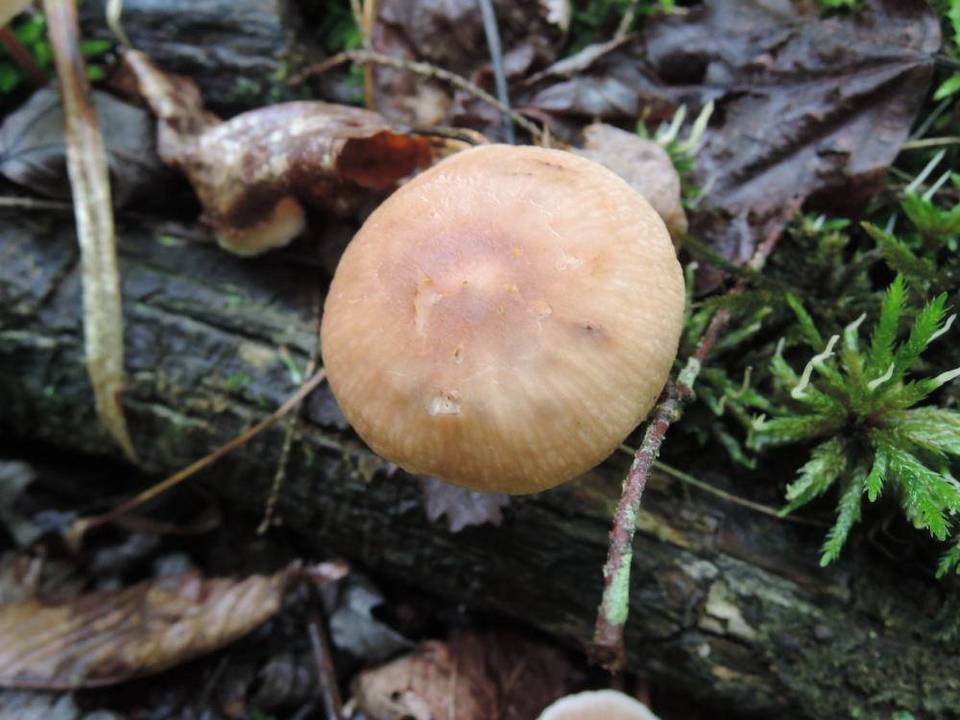 Gymnopus subpruinosus image