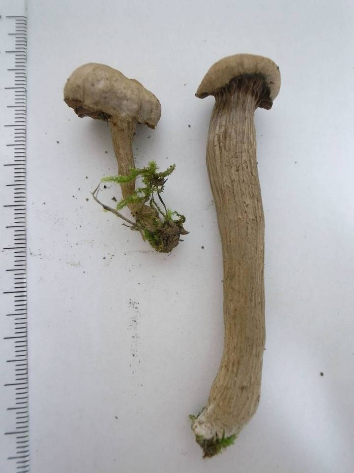 Laccaria vinaceoavellanea image