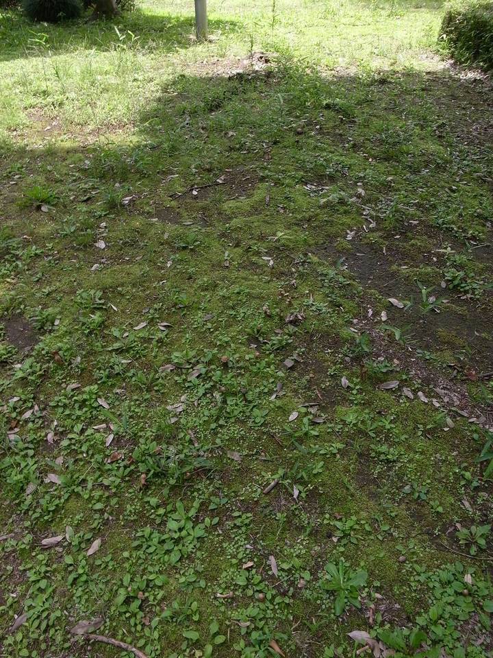Laccaria vinaceoavellanea image