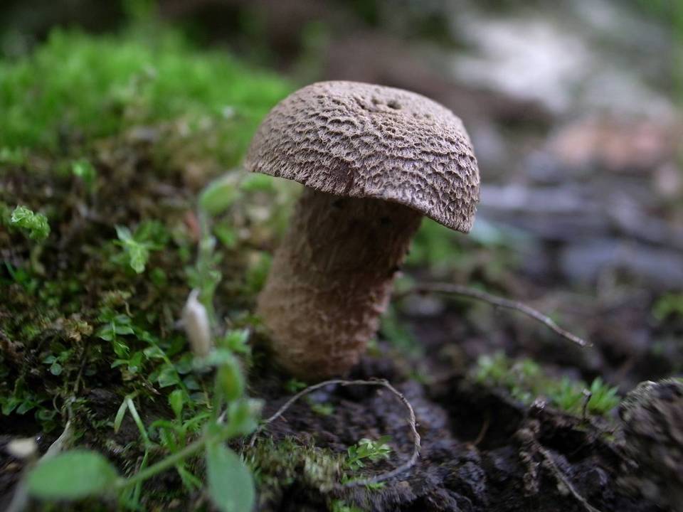 Inocybe quercina image