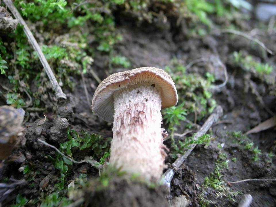 Inocybe quercina image
