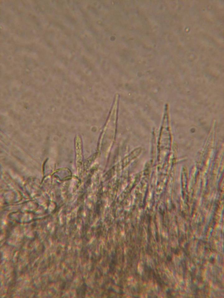 Lachnum pudibundum image