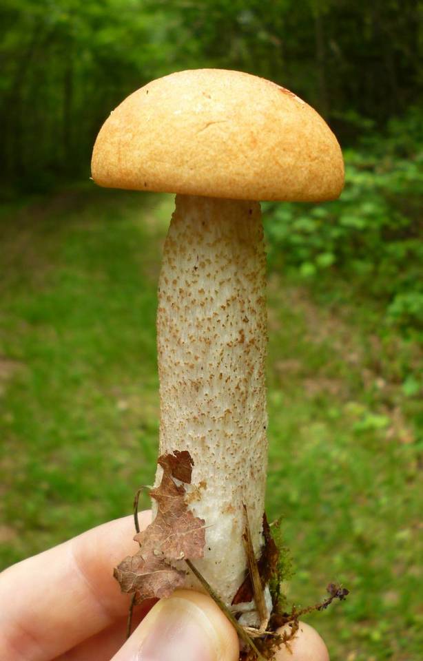 Leccinum pseudoinsigne image