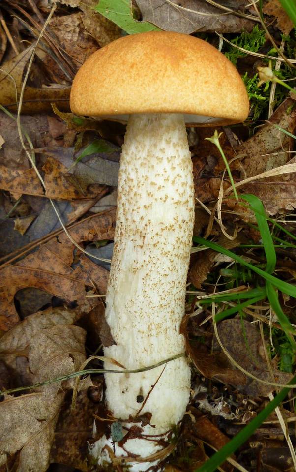 Leccinum pseudoinsigne image