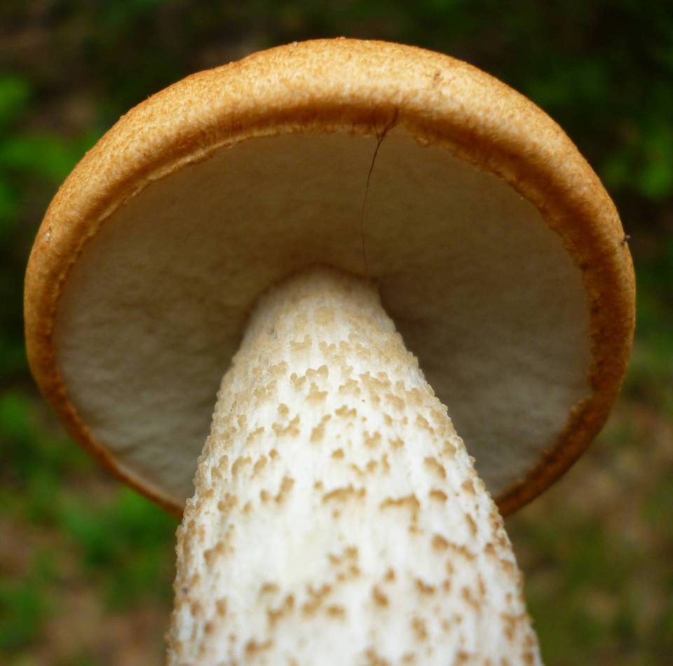 Leccinum pseudoinsigne image
