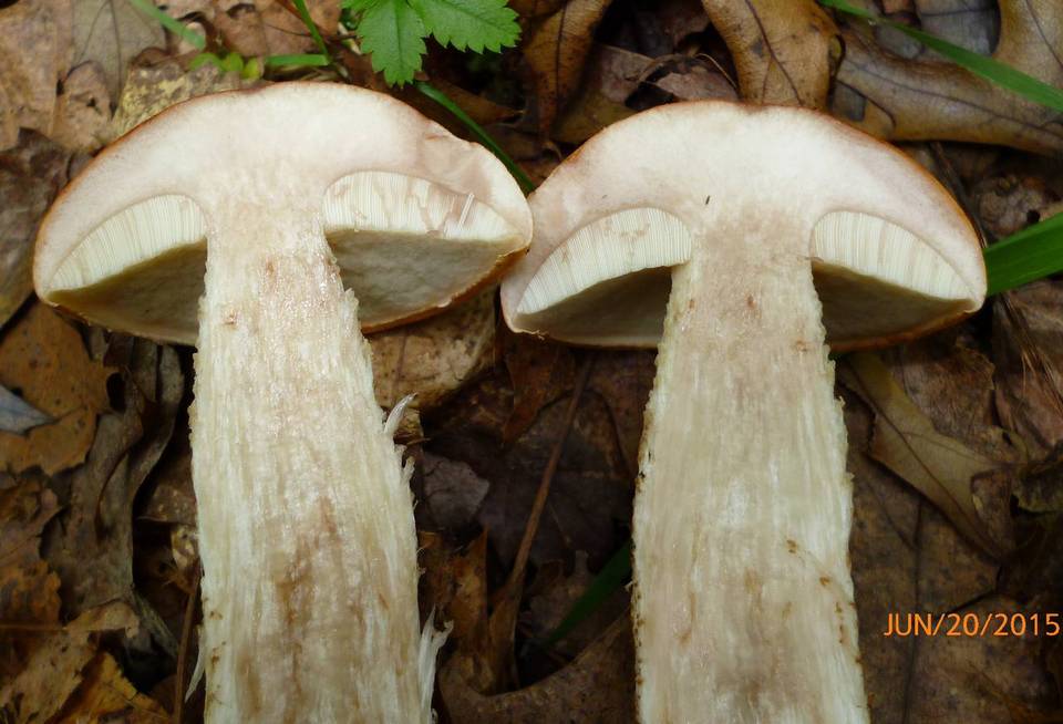 Leccinum pseudoinsigne image