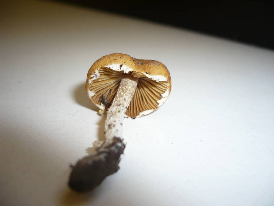 Conocybe aporos image