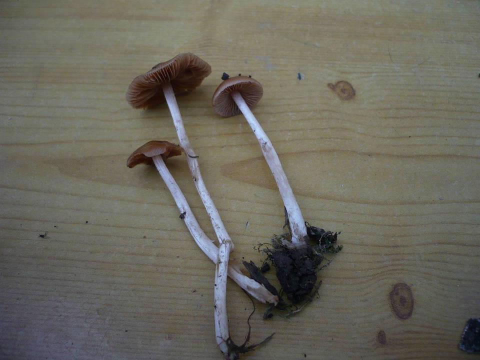 Pholiotina subnuda image