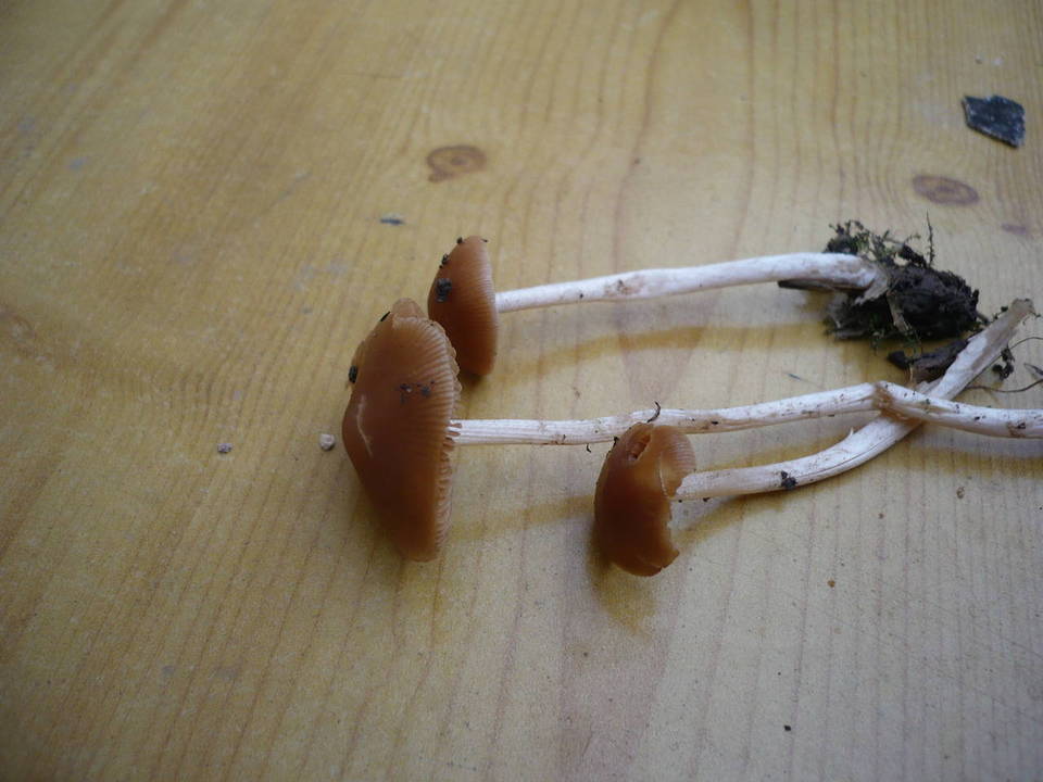 Pholiotina subnuda image