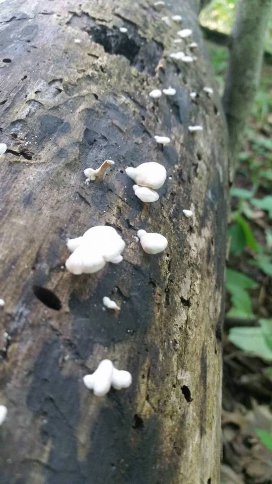 Crepidotus alabamensis image