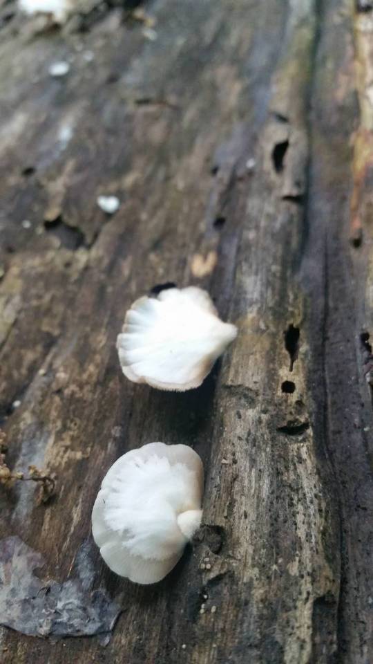 Crepidotus alabamensis image