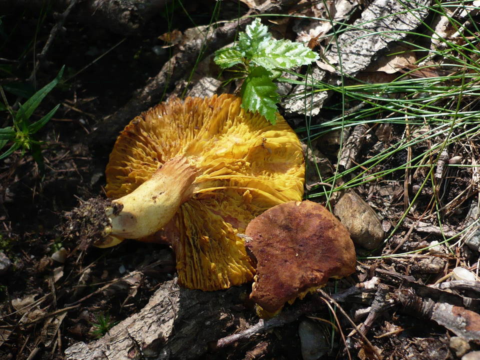 Phylloporus pelletieri image
