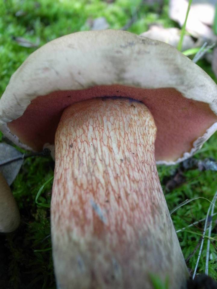 Boletus quercinus image