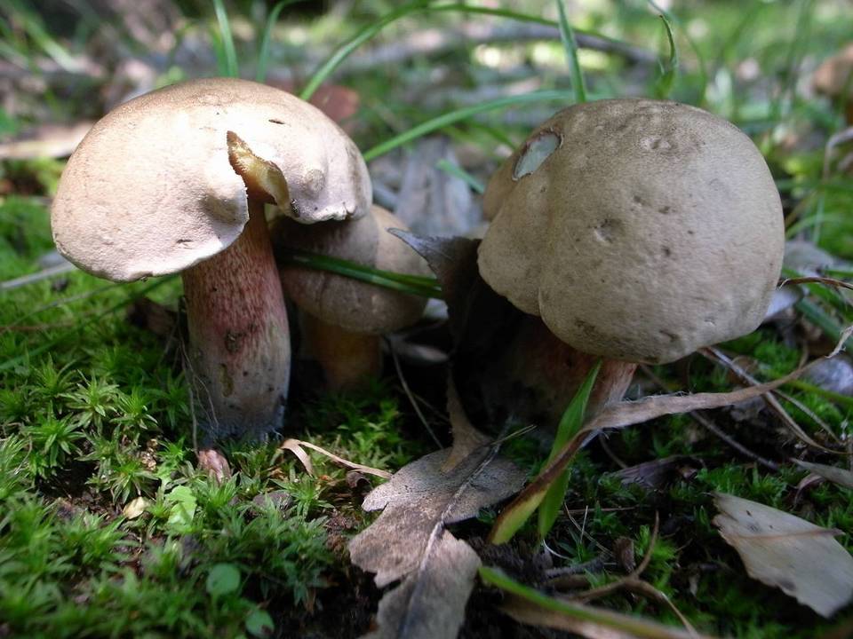Boletus quercinus image
