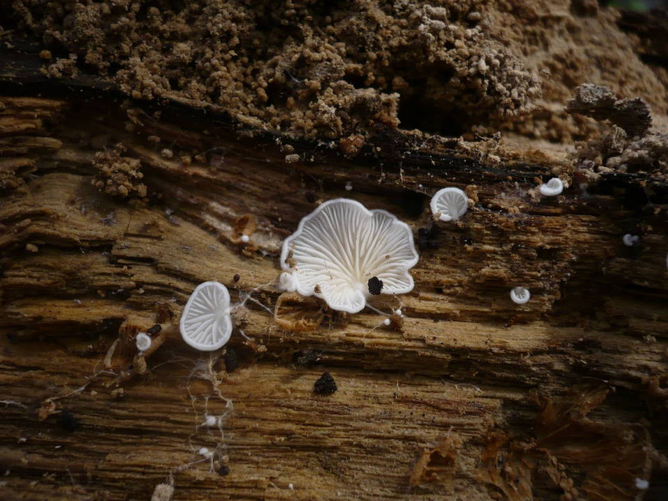 Pleurotellus chioneus image