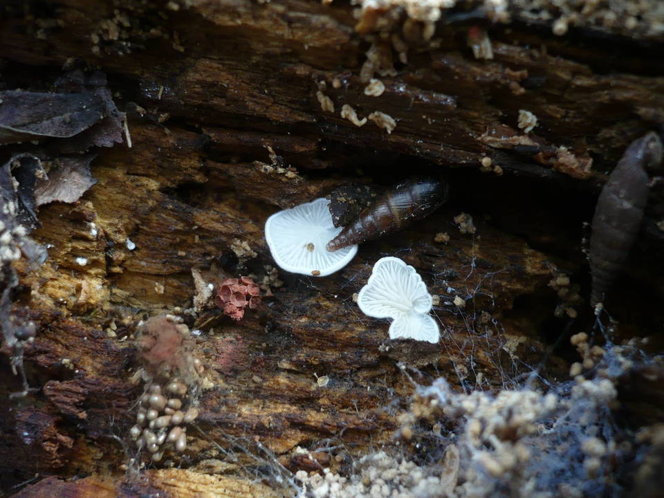 Pleurotellus chioneus image