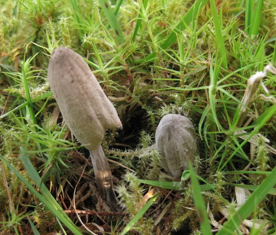 Coprinopsis saccharomyces image