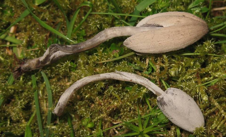 Coprinopsis saccharomyces image