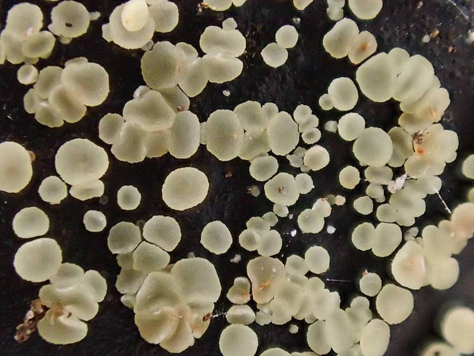 Bisporella pallescens image