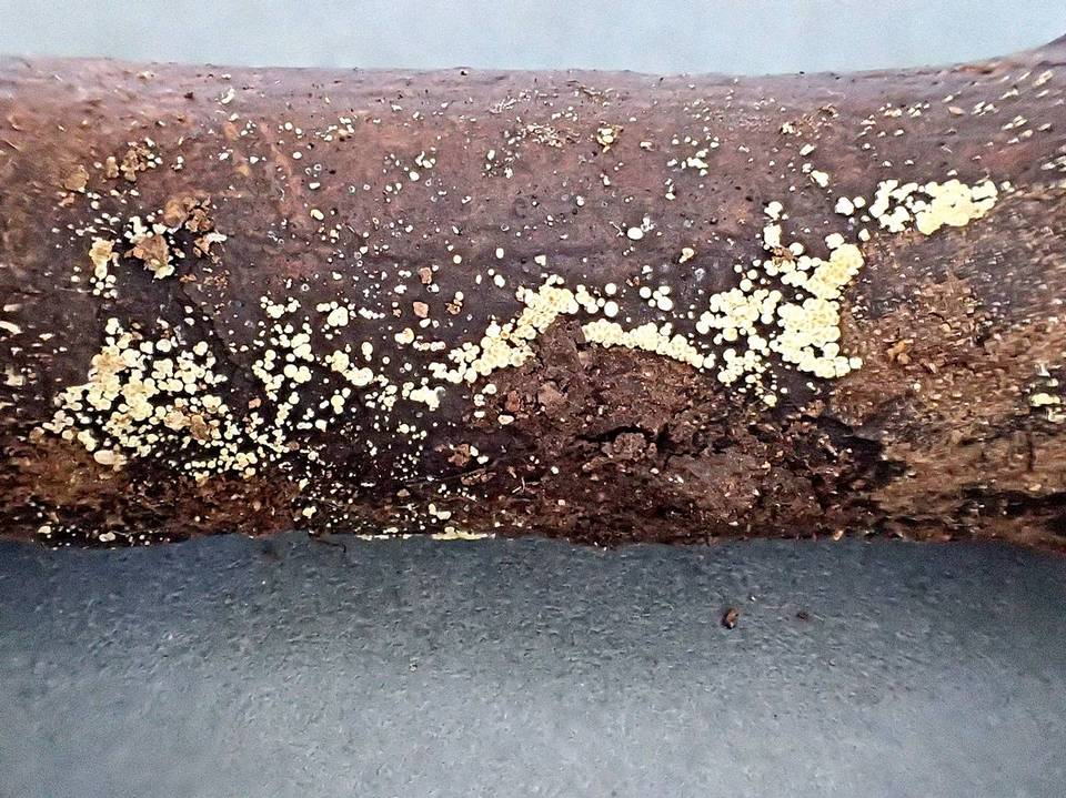 Bisporella pallescens image